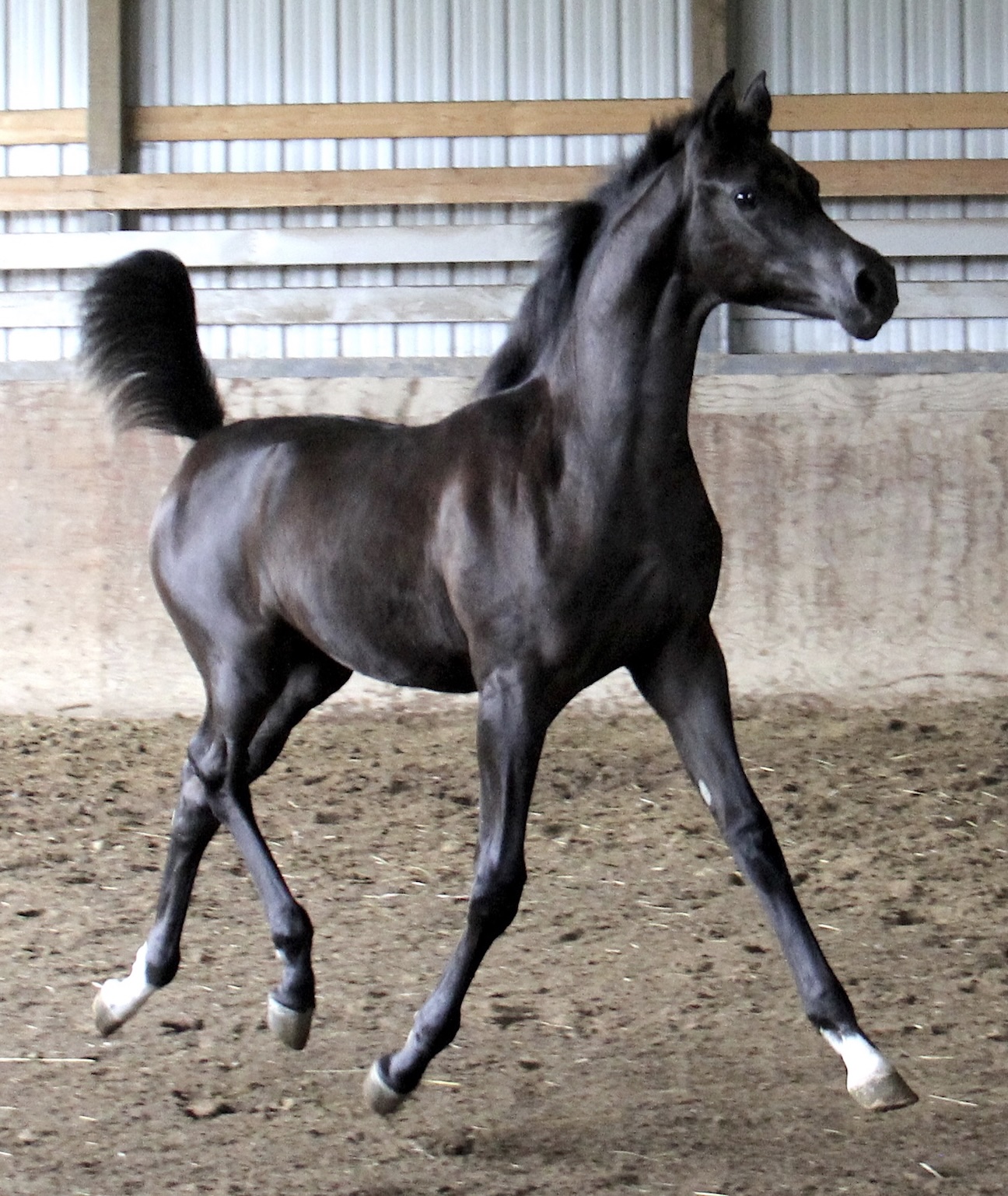 Homozygous
black filly by
Om El Maximus
