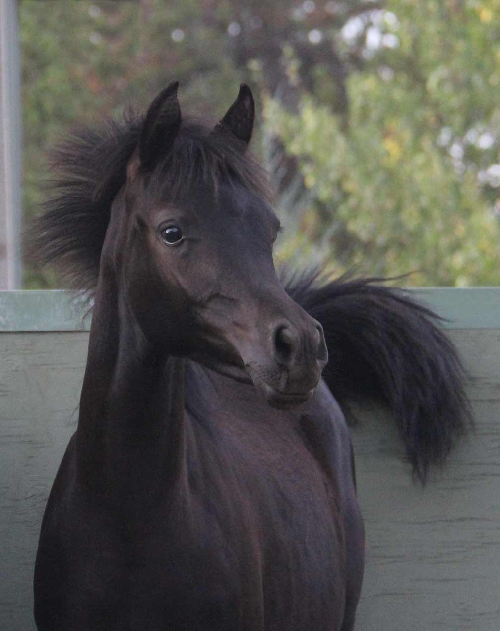 Black filly by Montenegro