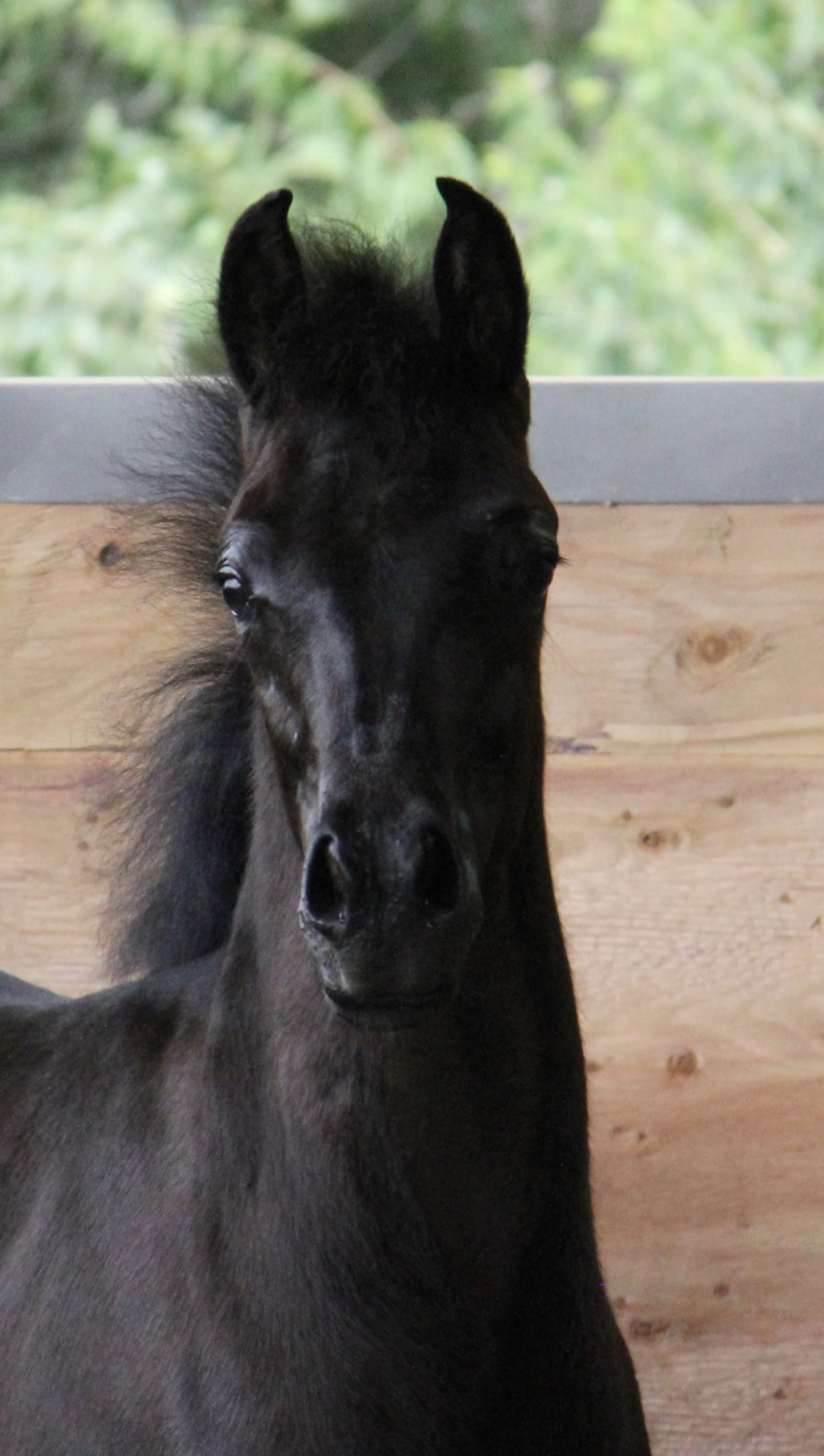 Homozygous        black colt by HF Creed