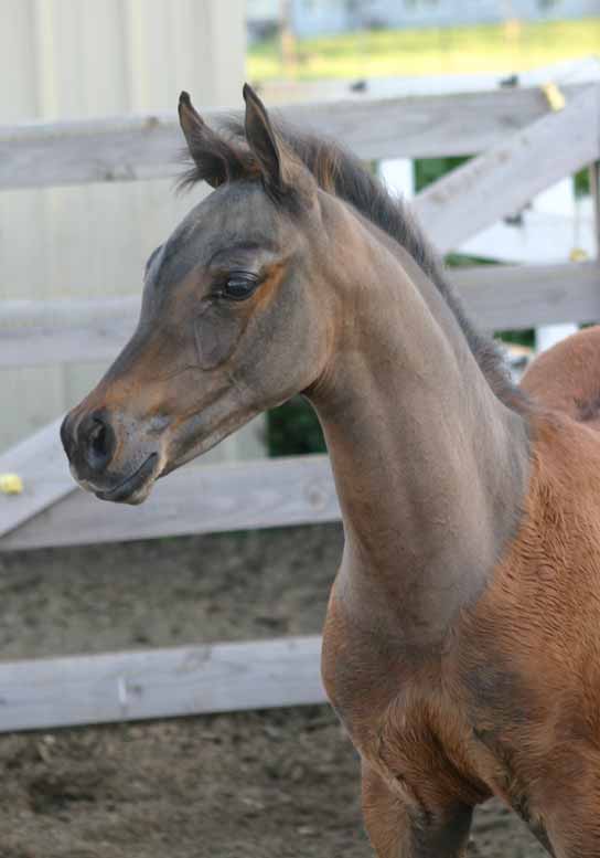 Bay Arabian Filly from Birch Park Black Arabian horses