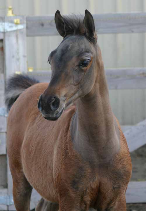 Bay Arabian Filly from Birch Park Black Arabian horses