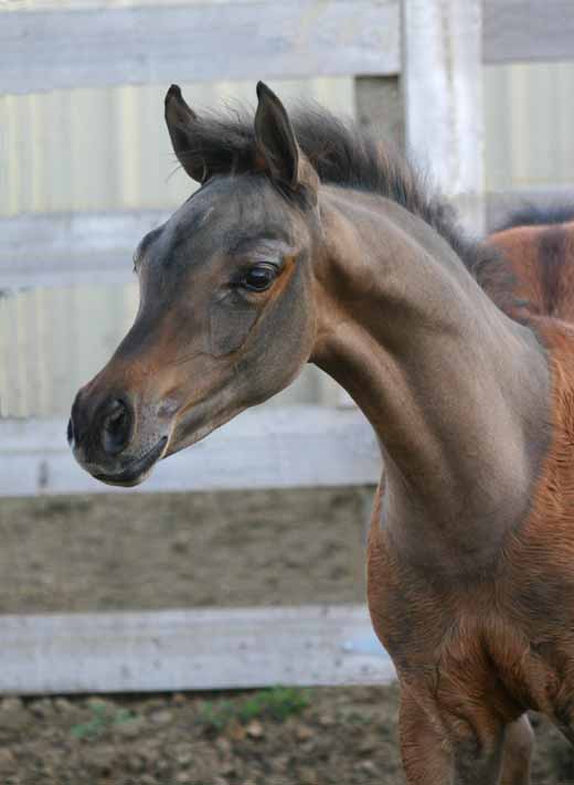 Bay Arabian Filly from Birch Park Black Arabian horses