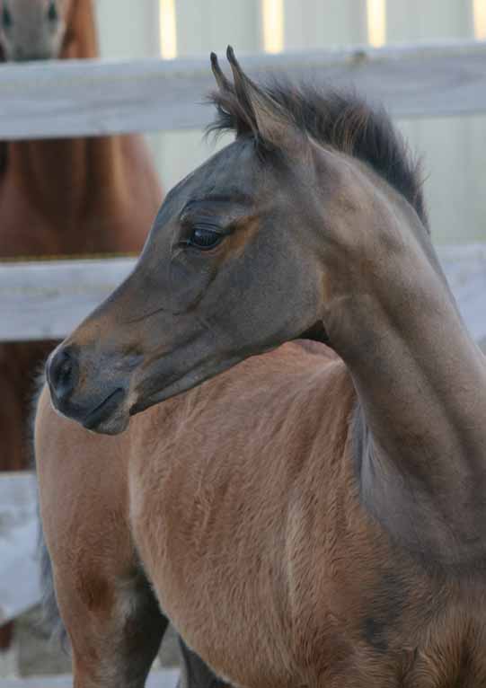 Bay Arabian Filly from Birch Park Black Arabian horses