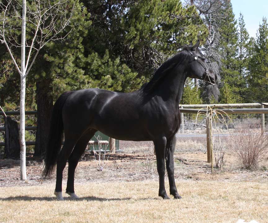 Black Arabian mare from Birch Park