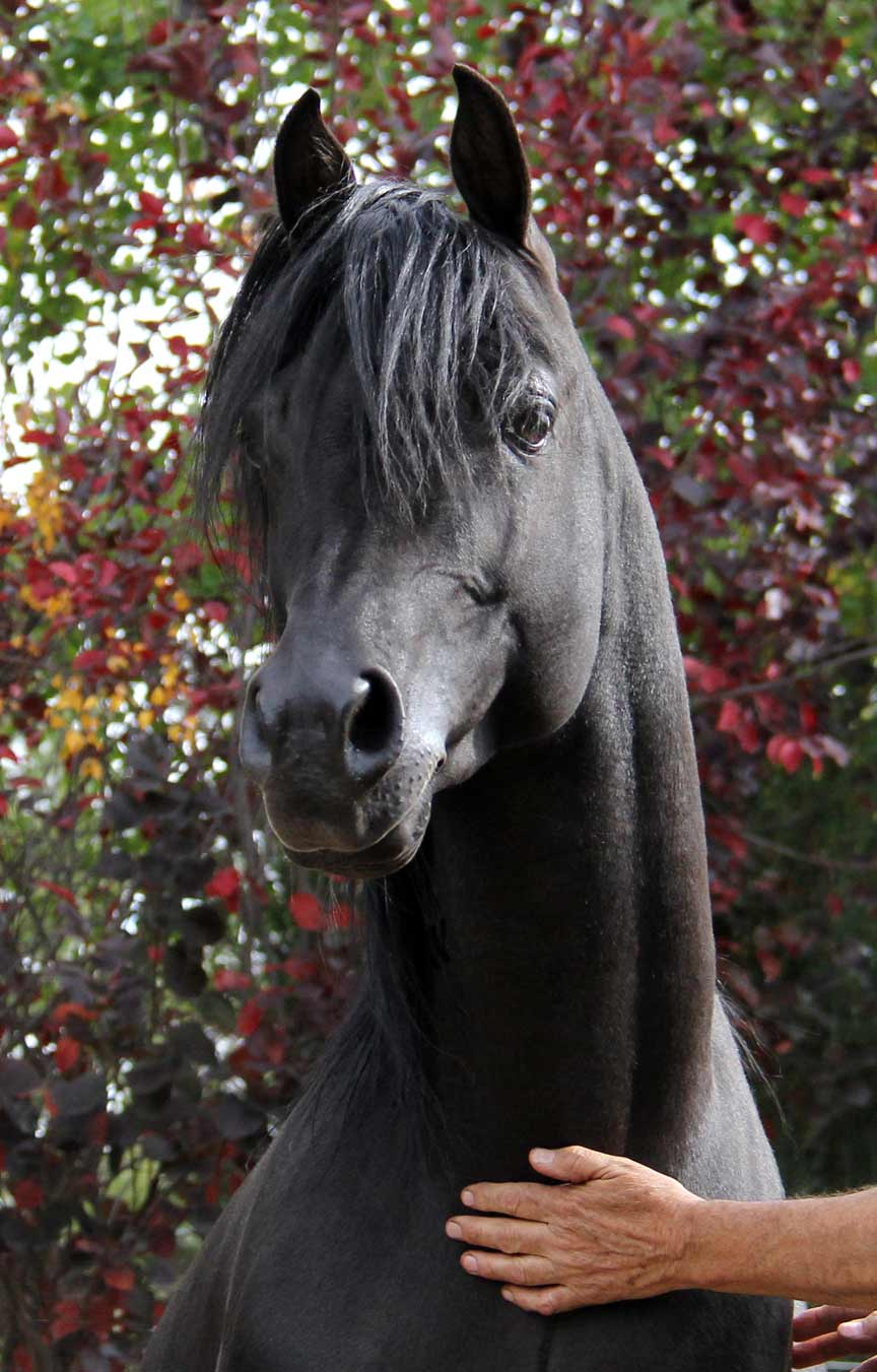 Black Arabian stallion Montenegro BP