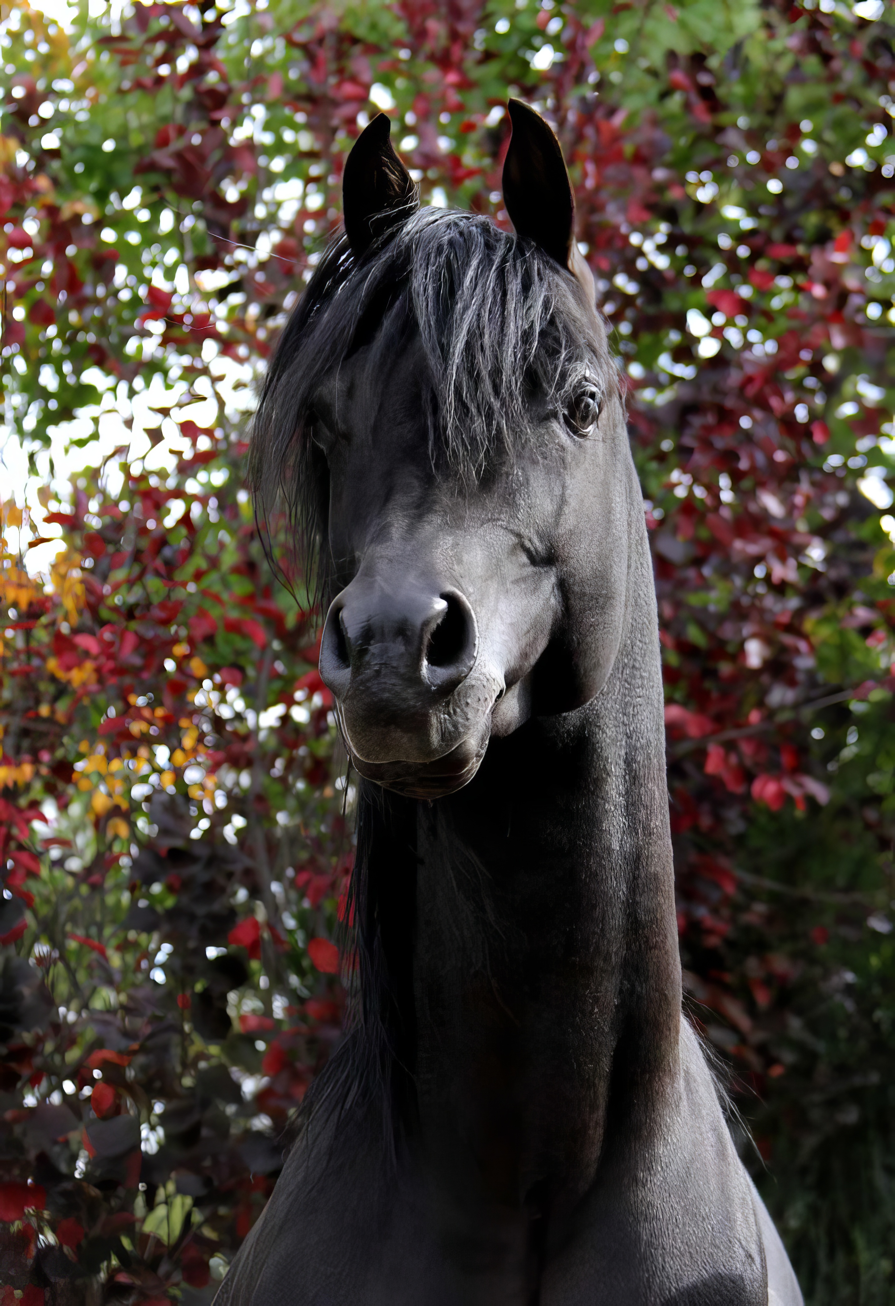 Black Arabian Stallion