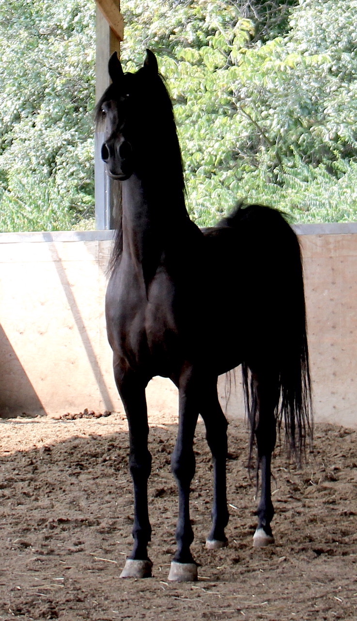 Black Arabian stallion by ROL Intencyty