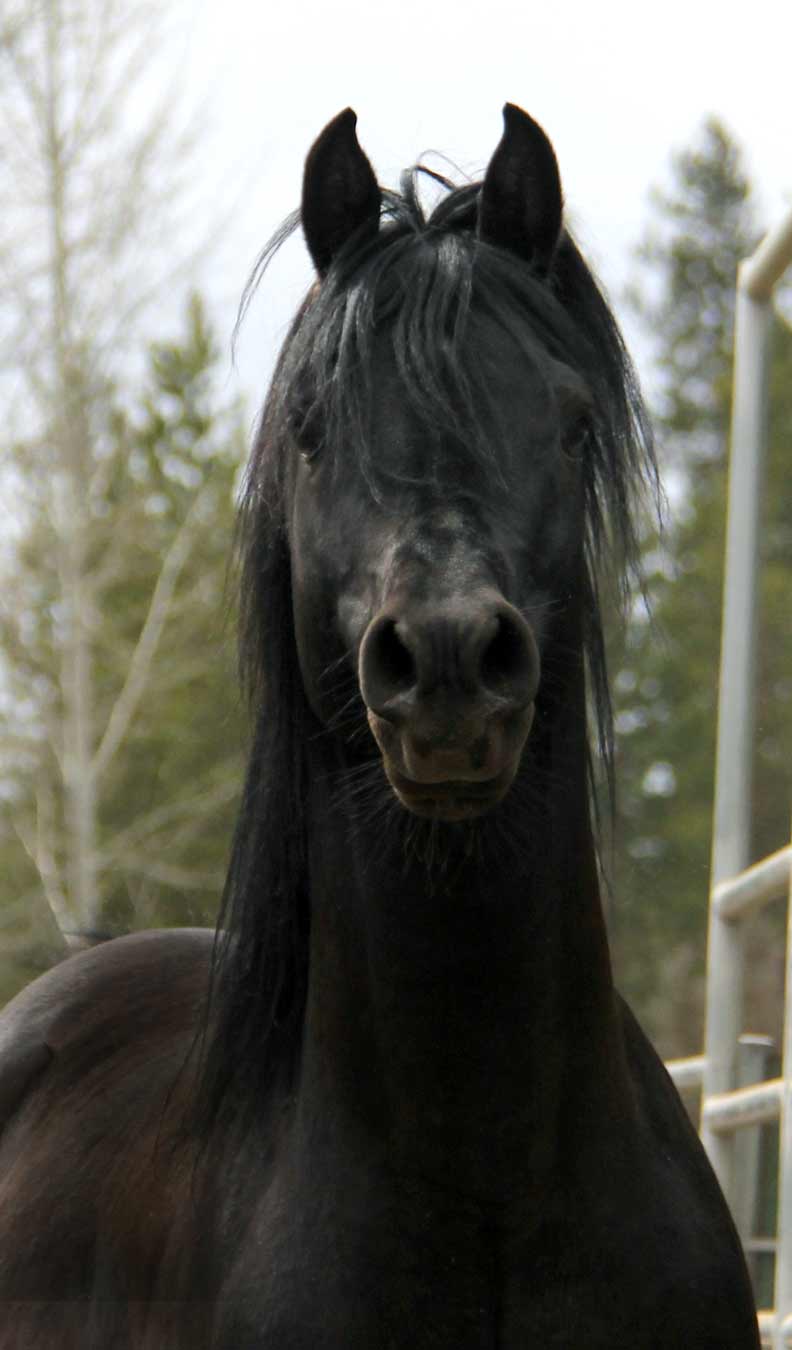 Montenegro BP, black Arabian Stallion by ROL Intencyty
