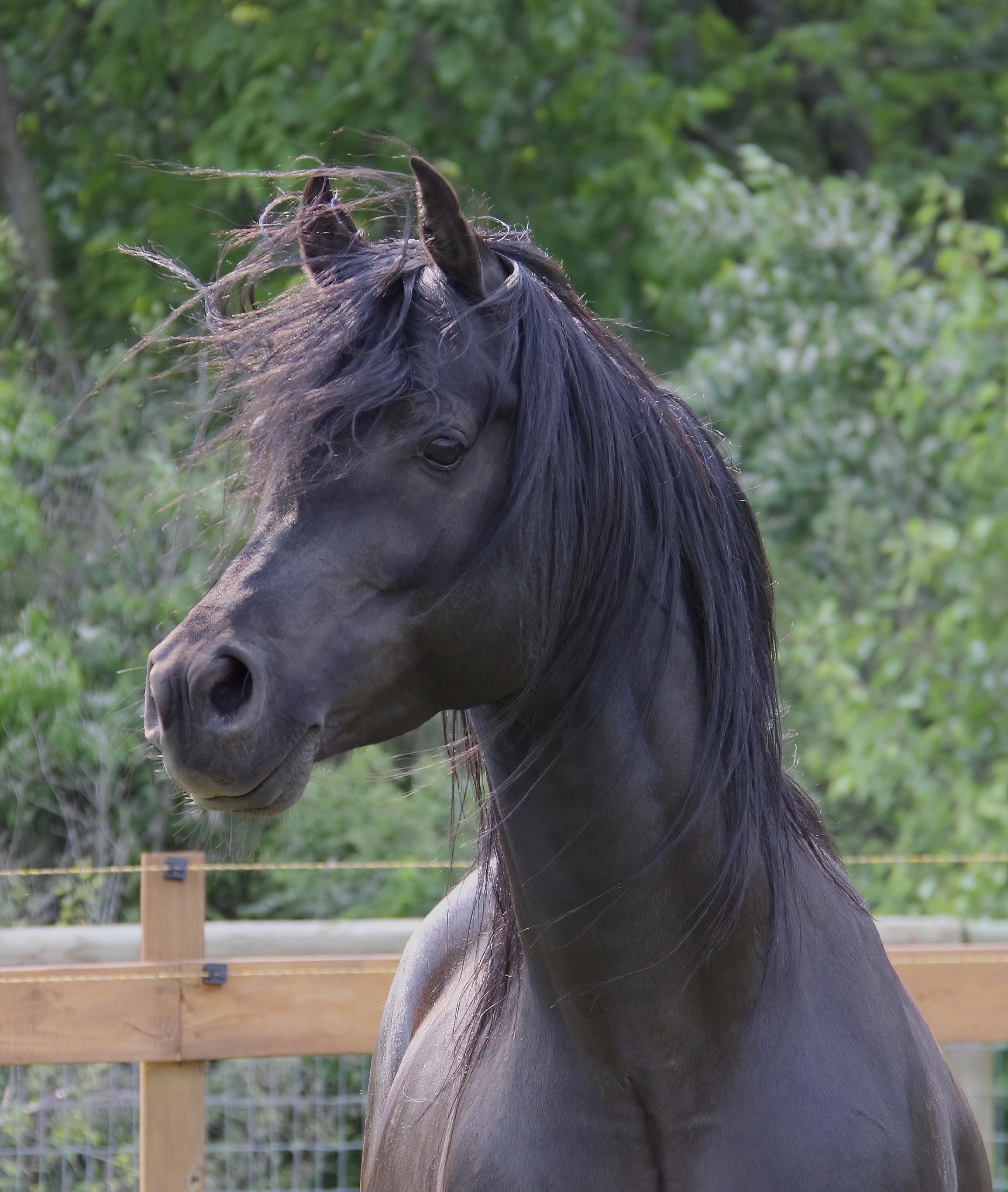 Black Arabian Stallion by ROL Intencyty