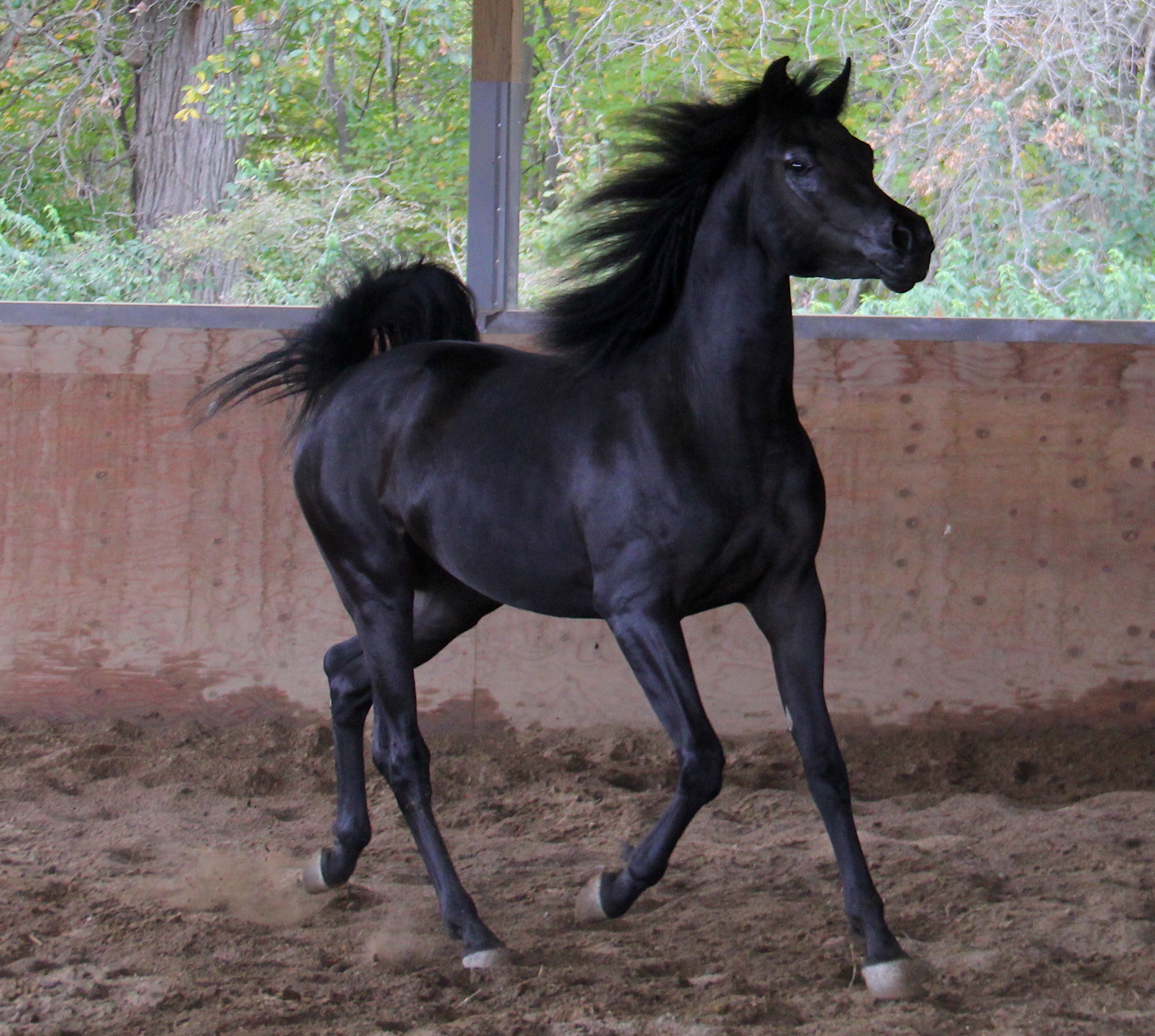 Homozygous black colt by HF Creed