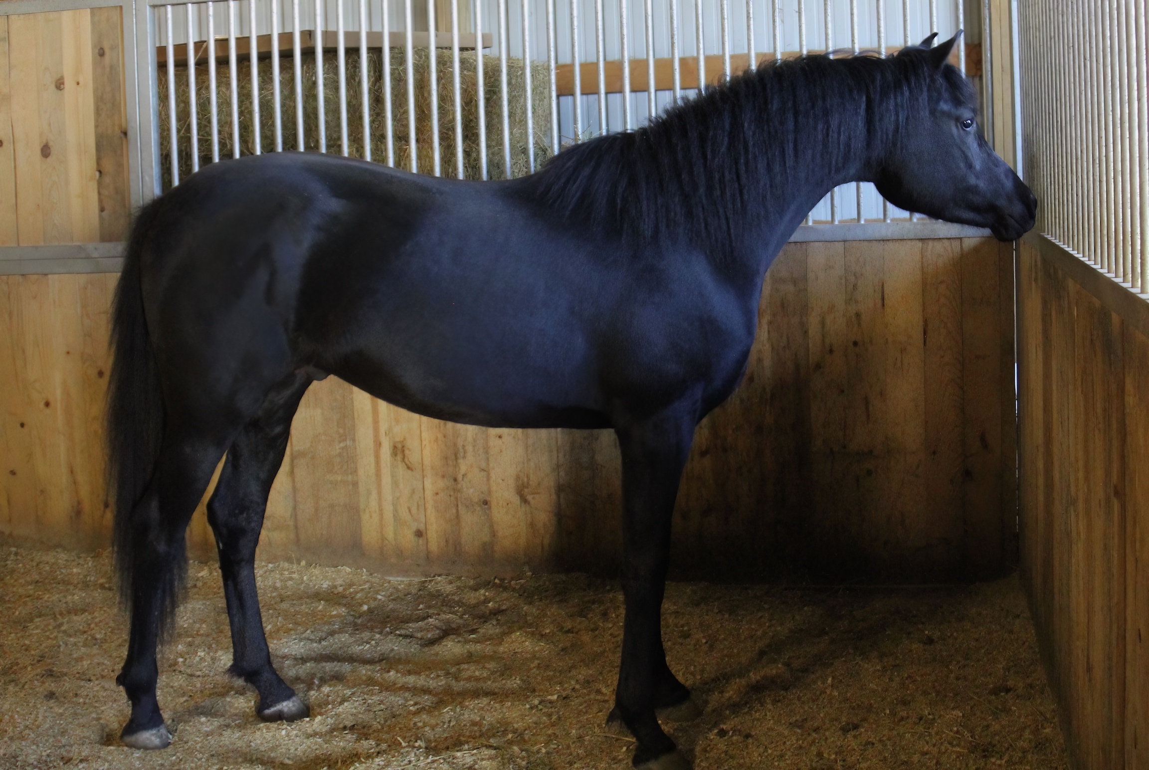 Homozygous black gelding by HF Creed for sale