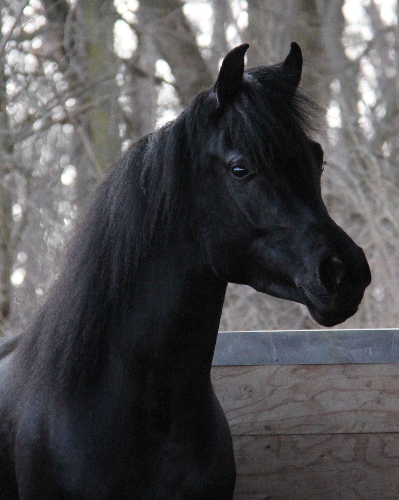 black gelding by HF Creed