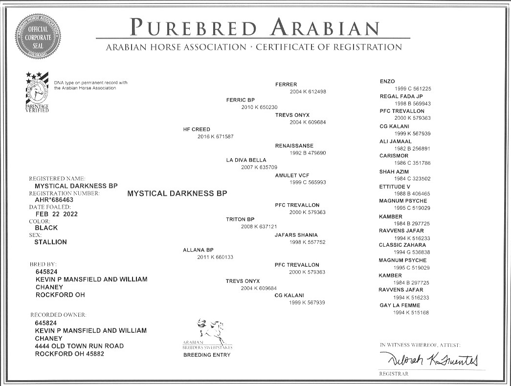 Mystical Darkness pedigree