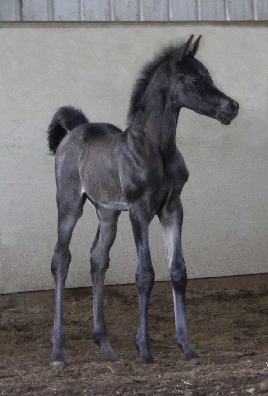 Black                  Filly by Montenegro BP