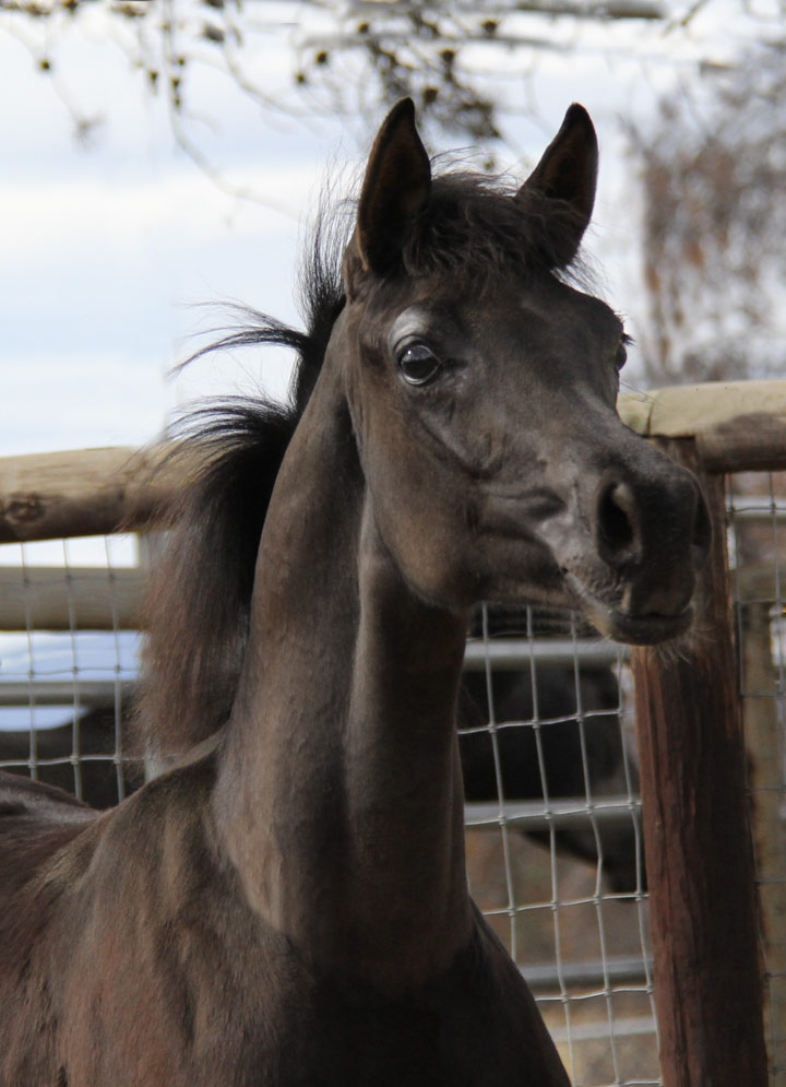 Black colt by Exceleration BP out of the mare Trevs Onyx