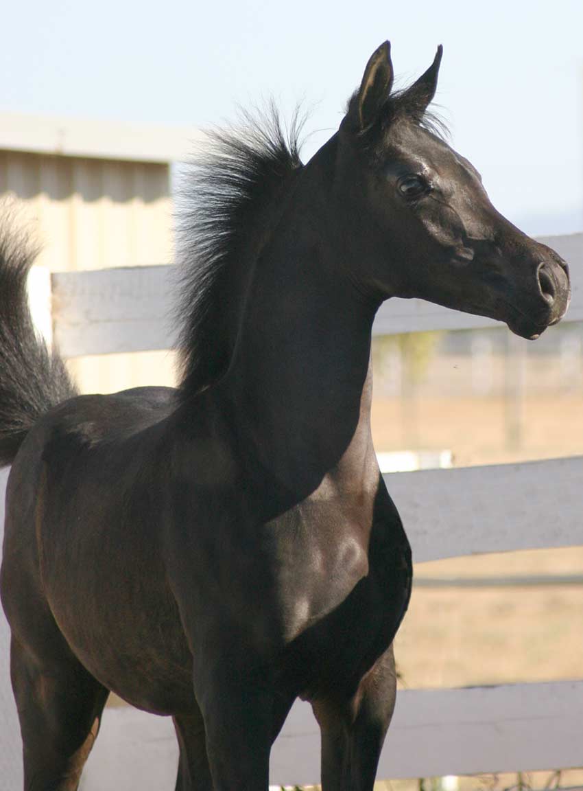 Black Arabian Filly from Birch Park Black Arabians