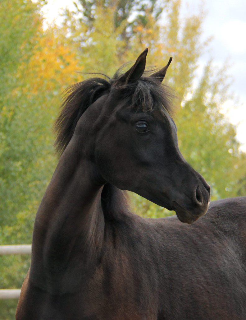 homozygous solid black Arabian filly by Ferric BP