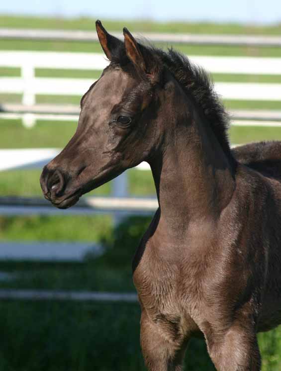 black Arabian Filly