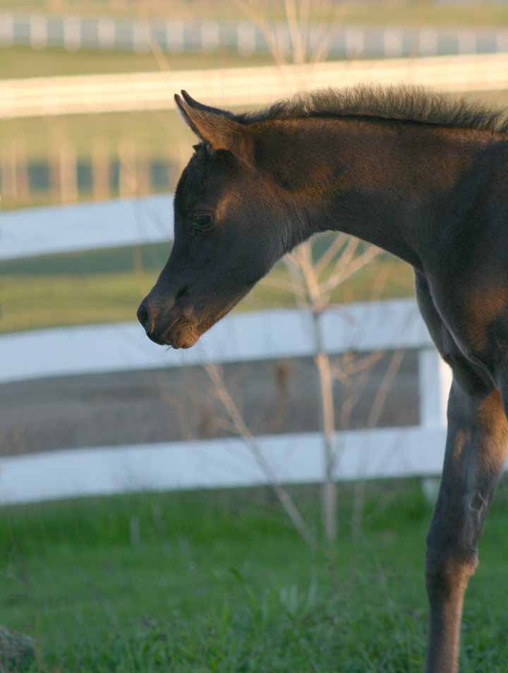 Black Arabian Filly from Birch Park Black Arabian horses