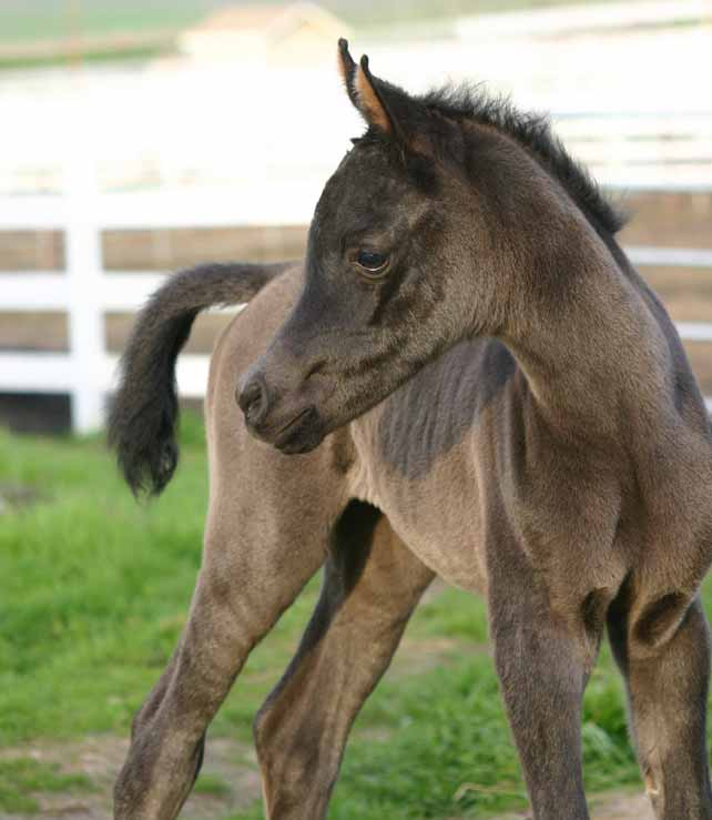 Black Arabian Filly from Birch Park Black Arabian horses