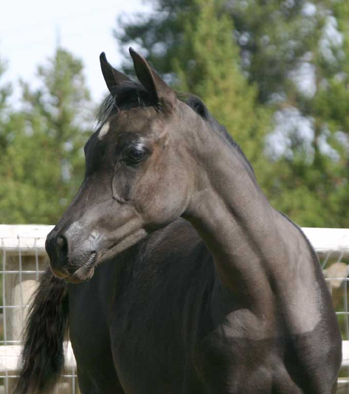 Black Arabian Colt by pfc Trevallon