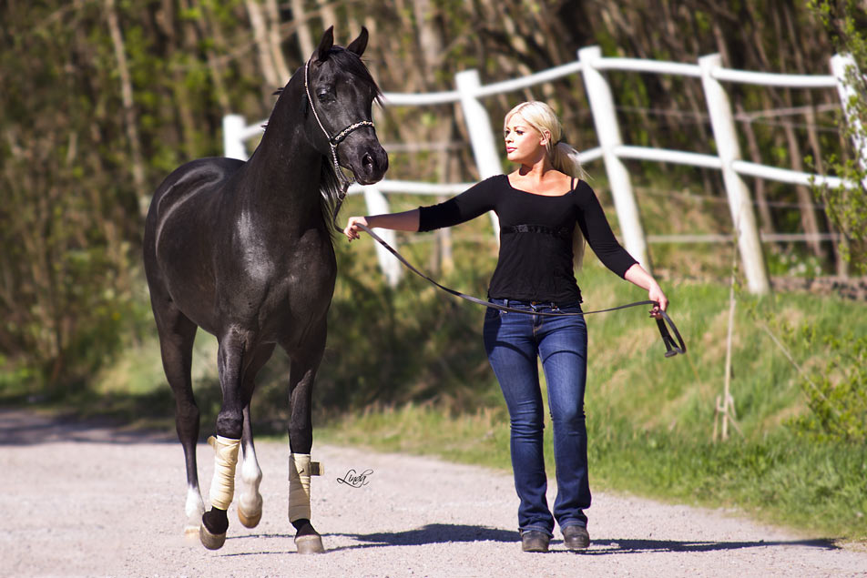 Black Arabian colt by Trevallon