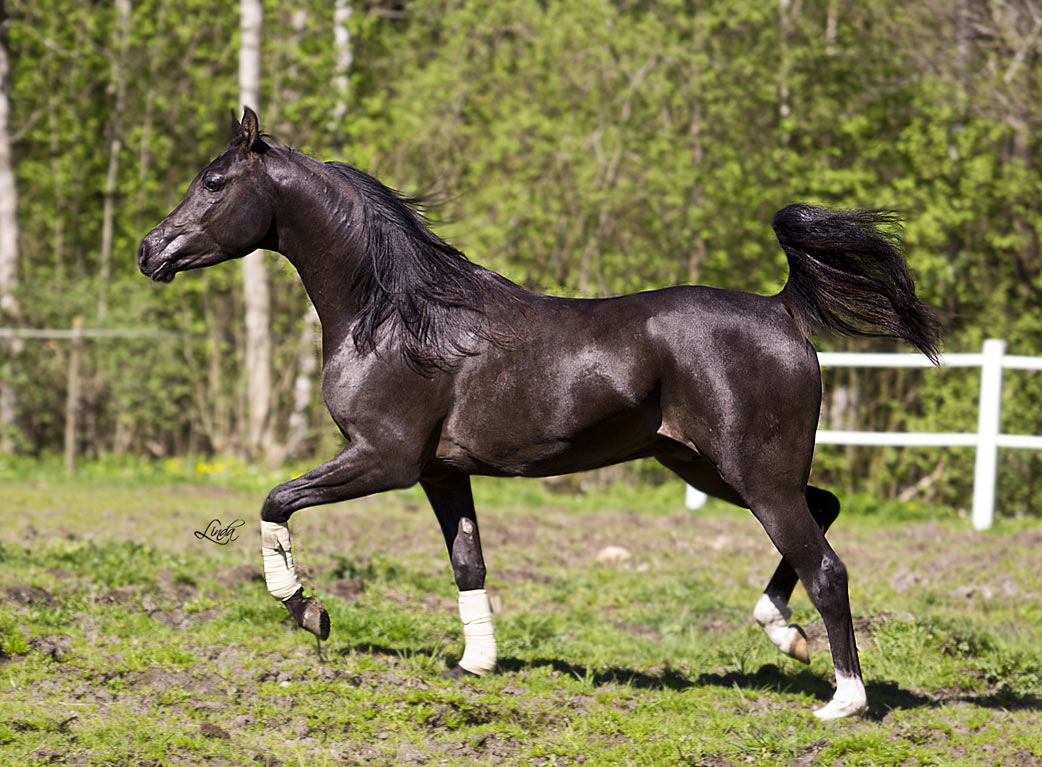 Black Arabian colt by pfc Trevallon

homozgous black colt by pfc Trevallon

homozgous black colt by pfc Trevallon