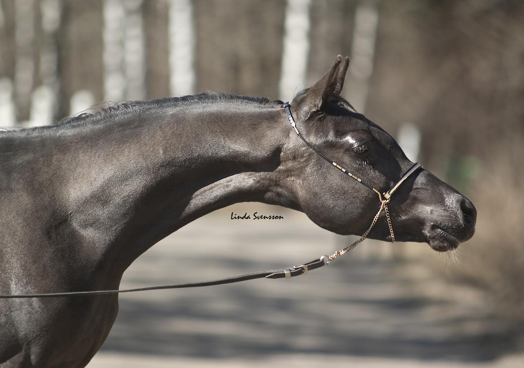 homozgous black colt by pfc Trevallon