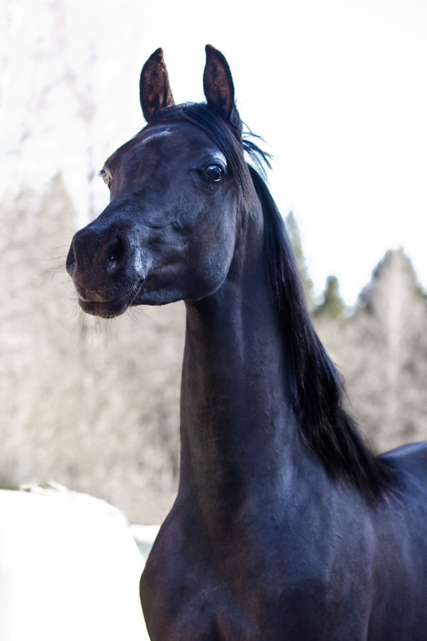 Homozygous black Arabian colt by pfc Trevallon