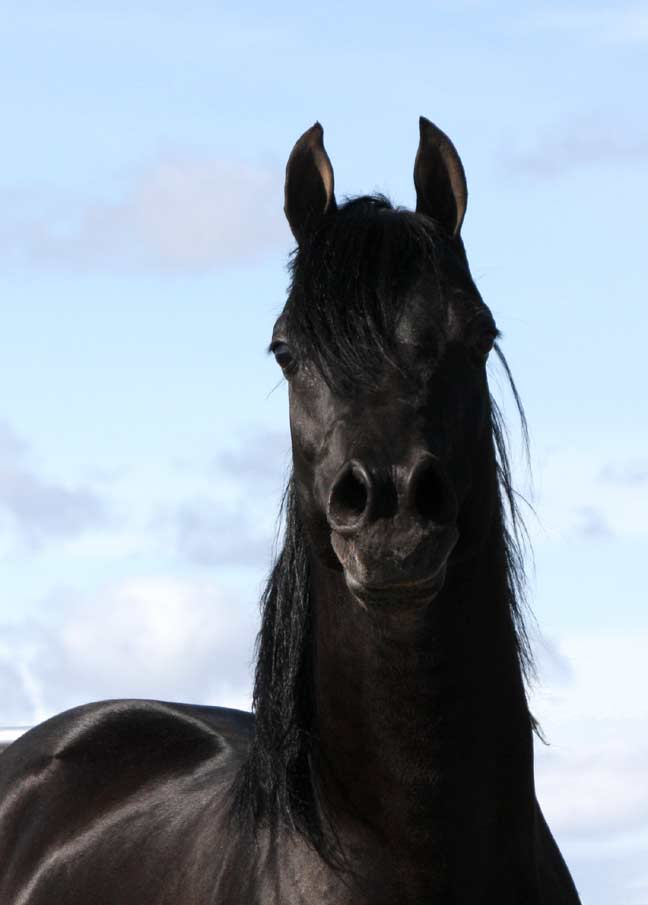 arab horses black