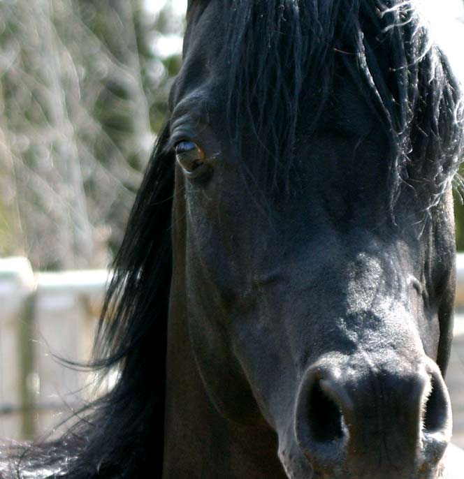 Black Arabian