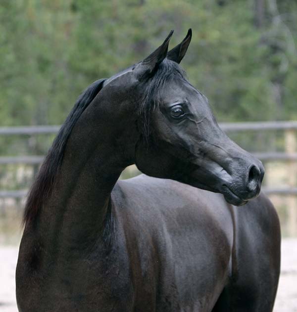 arab horses black