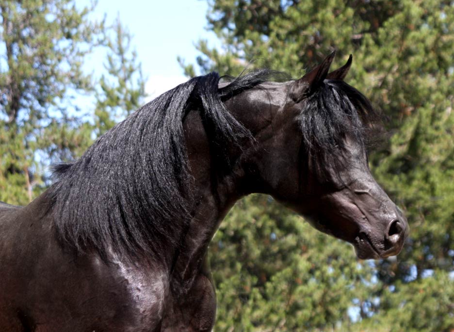 black stallion by pfc Trevallon