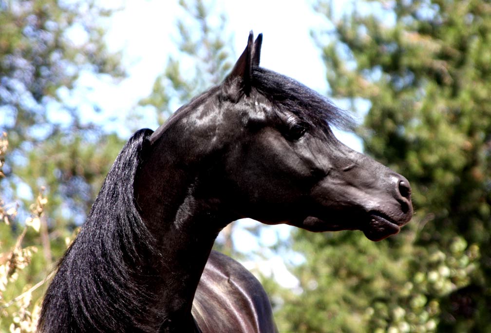 arab horses black