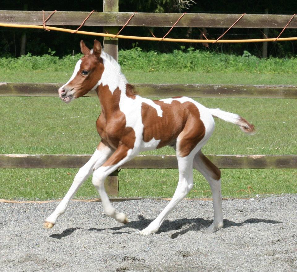 Colt out of an exceleration BP daughter in the UK.