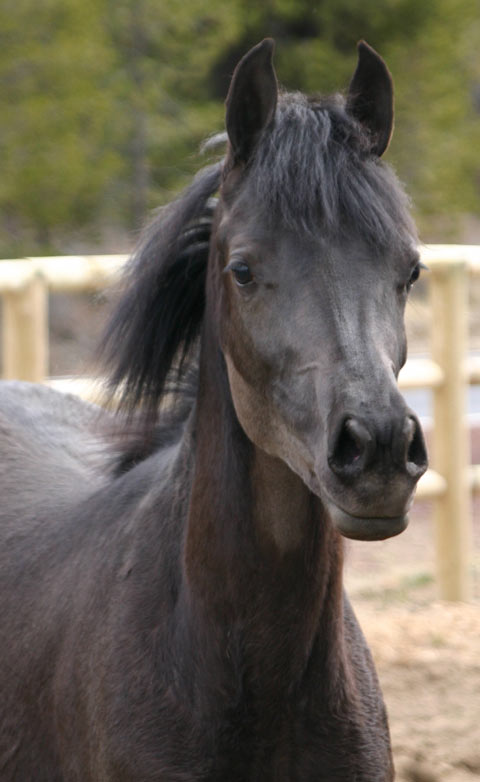 Black Arabian Filly by pfc Trevallon