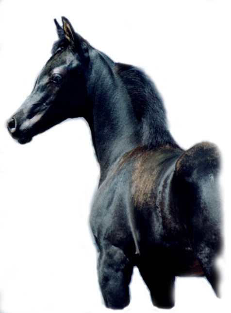 Black Arabian Filly