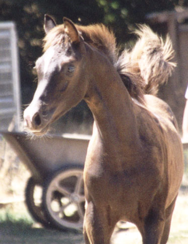 Birch Park Black Arabians