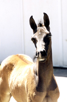 Birch Park Black Arabians - 2000 foal