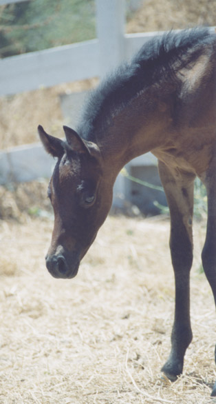 Birch Park Black Arabians presents a bay filly by pfc Trevallon