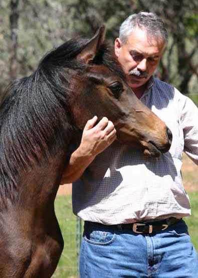 Bay Arabian Filly by pfc Trevallon