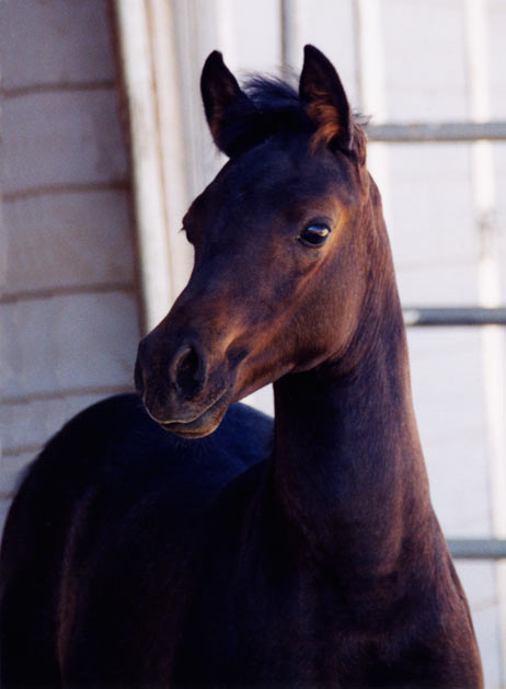 black Arabian Filly by pfc Trevallon, Black Arabian Stallion