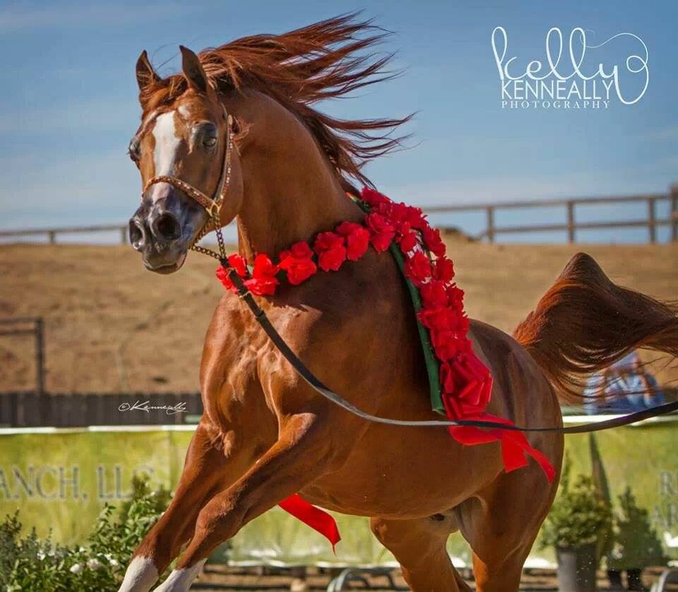 Arabian stallion Enzo