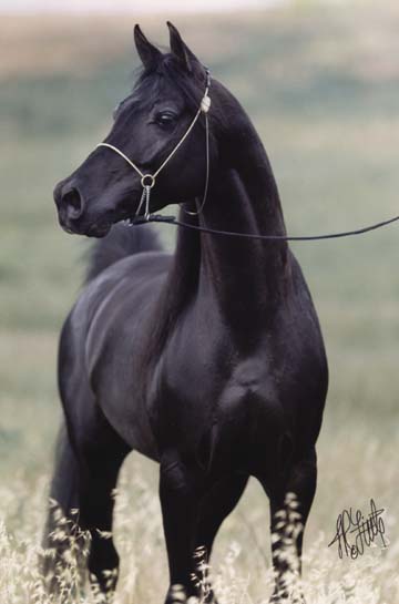 Ravvens Jafar Black Arabian Breeding Stallion