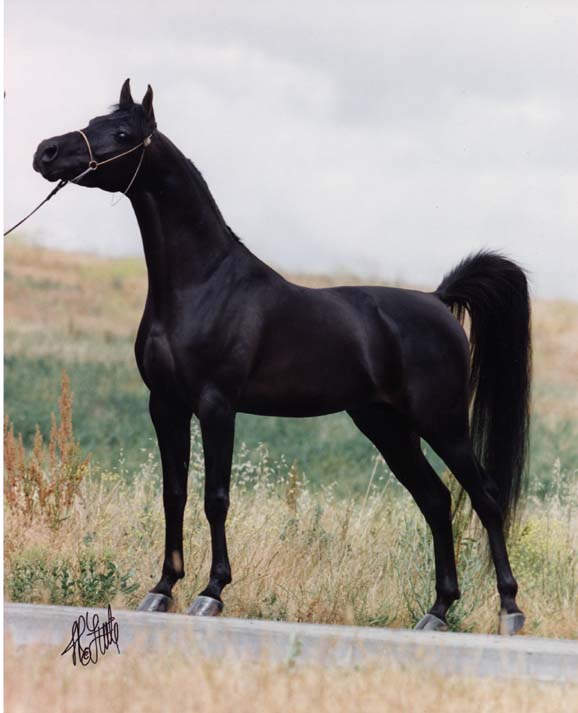 Ravvens Jafar Black Arabian Stallion at Birch Park