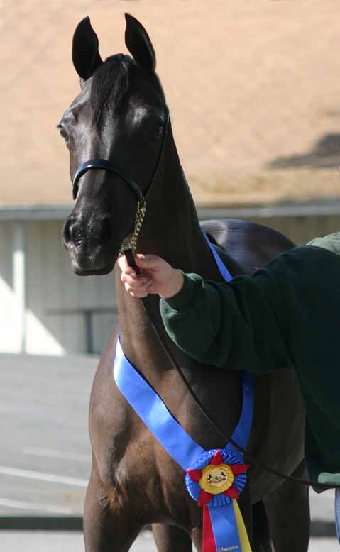 Black Arabian Filly by pfc Trevallon