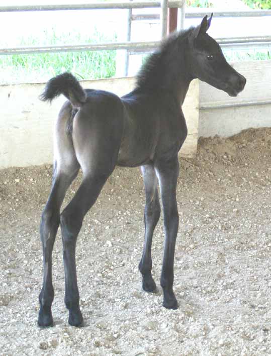 Arabian filly bt pfc Trevallon