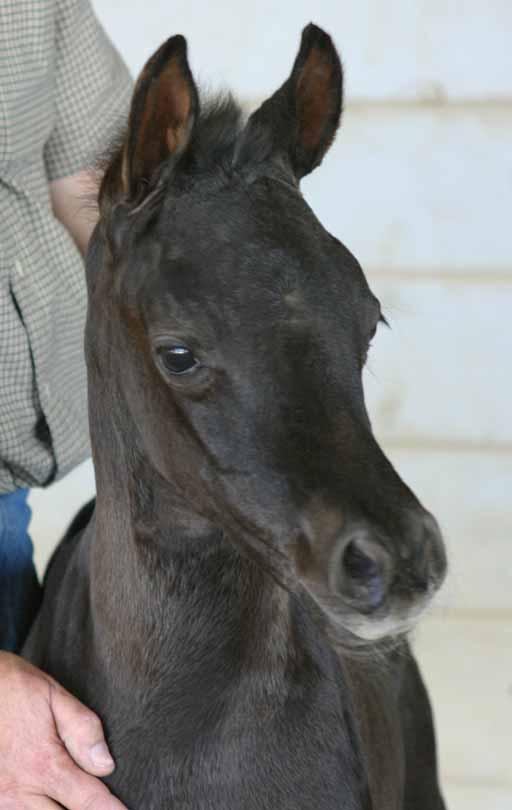 Arabian filly bt pfc Trevallon