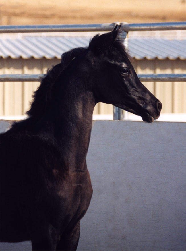 Black Arabian Filly by pfc Trevallo, Black Arabian Stallion