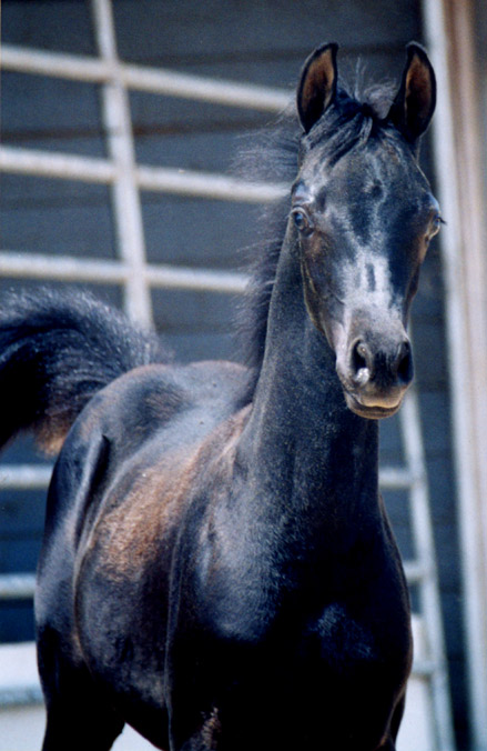 Black Arabian Filly